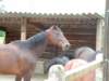 dscf0050_small.jpg